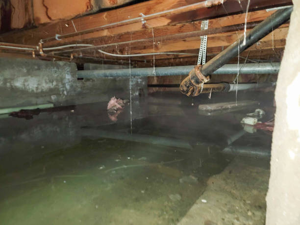 Best Professional water damage repair  in Elizabethville, PA